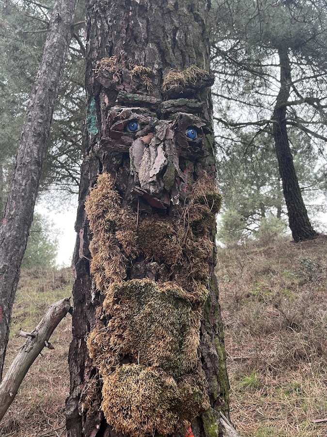El Bosque Mágico